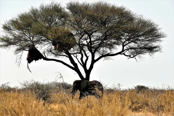 Elefant Etosha Nationalpark Unter Einer Schirmakazie — 图库照片