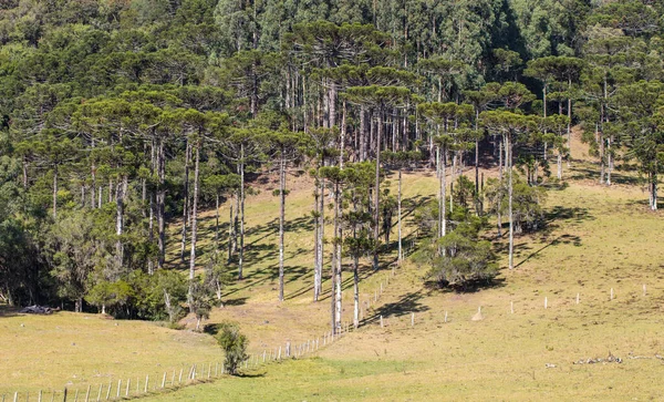 Rural Landscape Plantations Santa Catarina Brazil — Stock Photo, Image