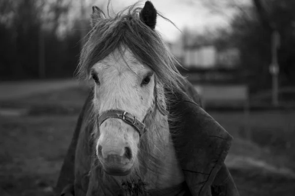 一匹长着长发的漂亮的白马的灰白色照片 — 图库照片