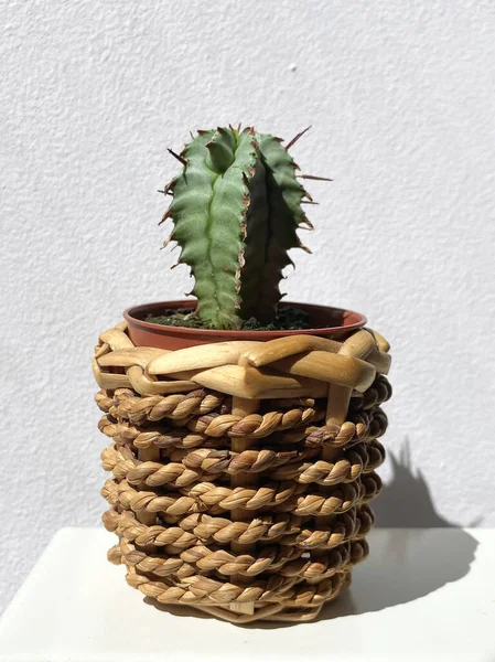 Sebuah Gambar Vertikal Dari Tanaman Kaktus Dalam Pot Tenun Dengan — Stok Foto