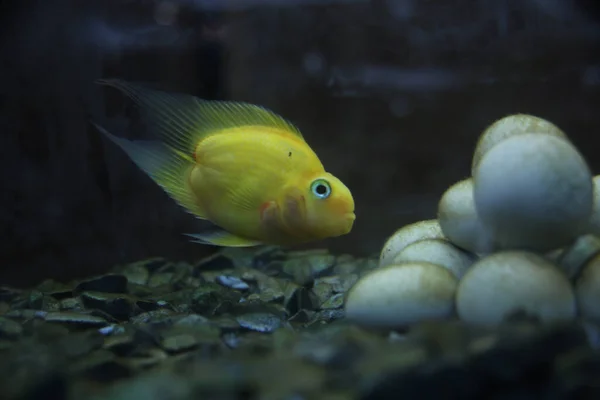 Yellow Aquarium Fish Swimming Water — Stock Photo, Image