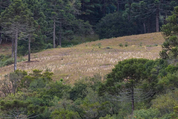 Ett Lantligt Landskap Med Planteringar Santa Catarina Brasilien — Stockfoto