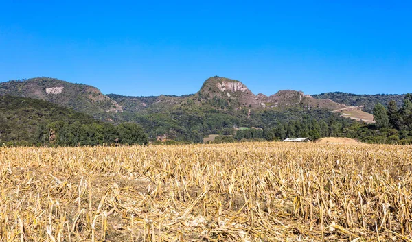 Een Landelijk Landschap Met Plantages Struiken Santa Catarina Brazilië — Stockfoto