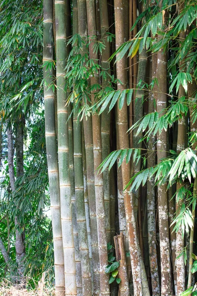 Tiro Vertical Uma Floresta Com Bambus — Fotografia de Stock