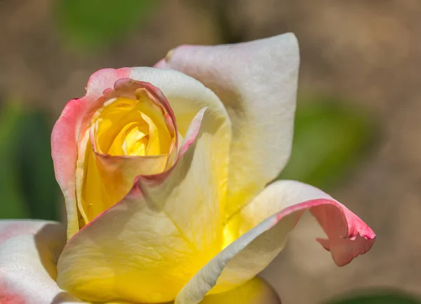 Zbliżenie Ujęcie Różanego Kwiatu Ogrodzie — Zdjęcie stockowe