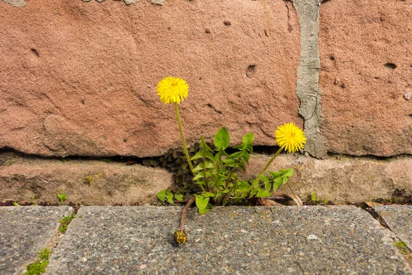 Detailní Záběr Žlutých Pampeliškových Květin Rostoucích Chodníku — Stock fotografie
