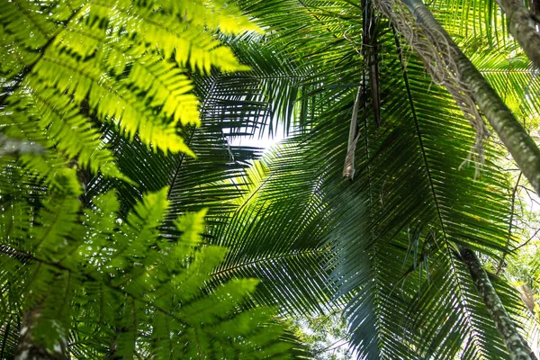 Een Prachtig Uitzicht Een Tropisch Bos Met Groen Bomen — Stockfoto