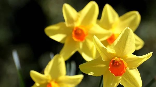 Enfoque Selectivo Flores Narciso Amarillo — Foto de Stock