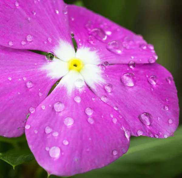 Closeup Shot Purple Periwinkle Flower Covered Dewdrops — Stock Photo, Image