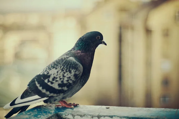 Selective Focus Dove Perched Concrete Surface Blurred Background — Stock Photo, Image