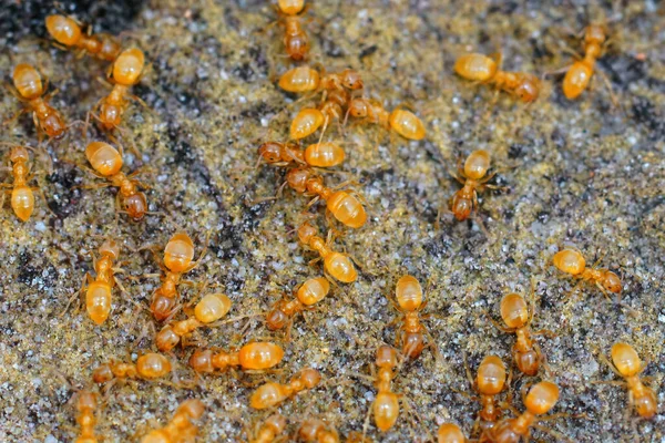 Closeup Aggregation Yellow Meadow Ants Lasius Flavus Stone — Stock Photo, Image