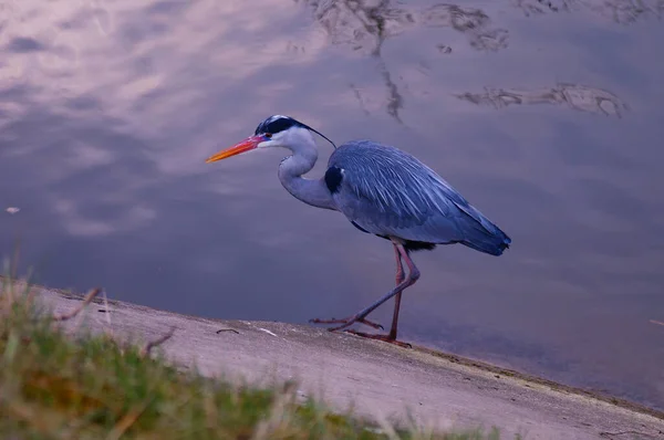 Young Grey Heron Bank Nidda Frankfurt Praunheim Weir Evening — Stock Photo, Image