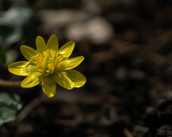 Close Uma Flor Celandina Amarela Menor — Fotografia de Stock