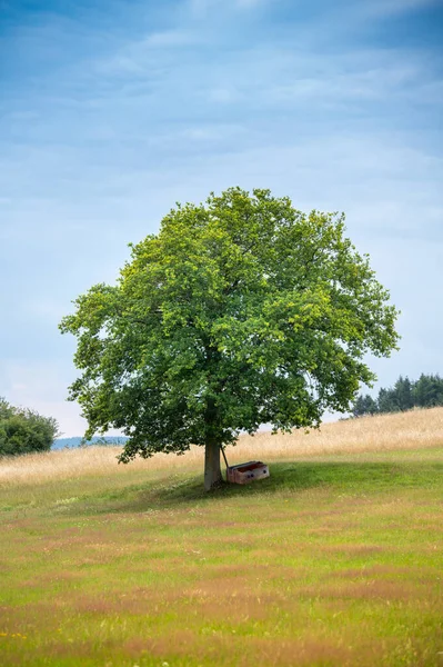 가운데있는 외로운 나무의 — 스톡 사진