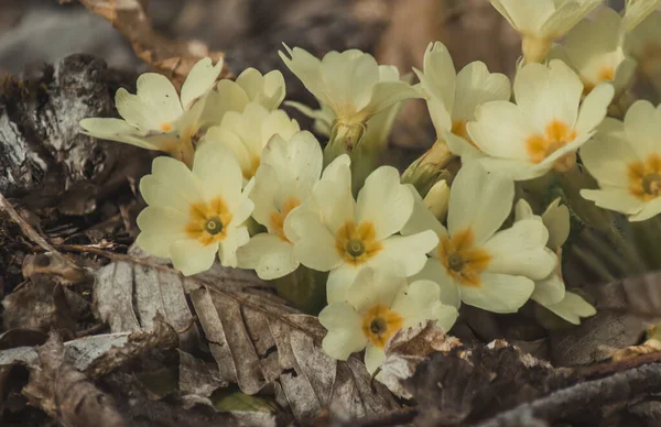 Primula Vulgaris Common Primrose Flowering Early Spring — Stock Photo, Image