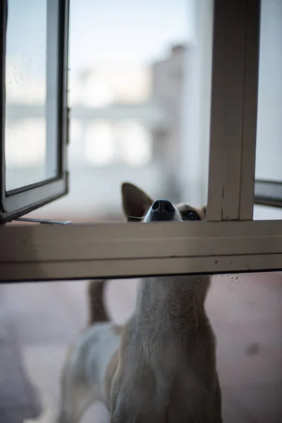 Pionowe Ujęcie Brązowego Psa Zaglądającego Przez Okno — Zdjęcie stockowe