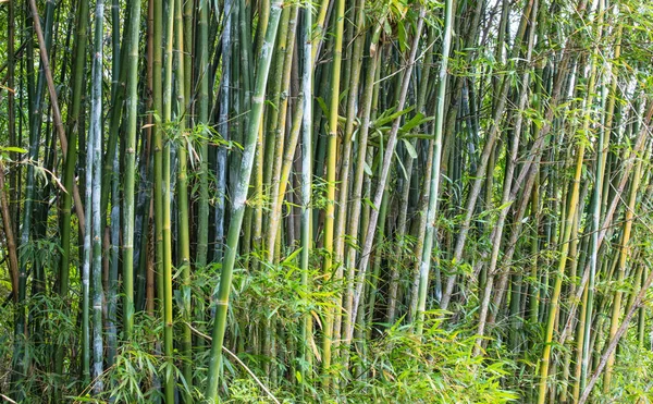 Una Splendida Vista Una Foresta Con Piante Bambù Verde — Foto Stock