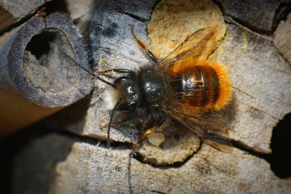 Gros Plan Mâle Abeille Maçon Verger Cornes Osmia Cornuta Sur — Photo