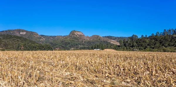 Paesaggio Rurale Con Bellissimo Verde Alberi Santa Catarina Brasile — Foto Stock
