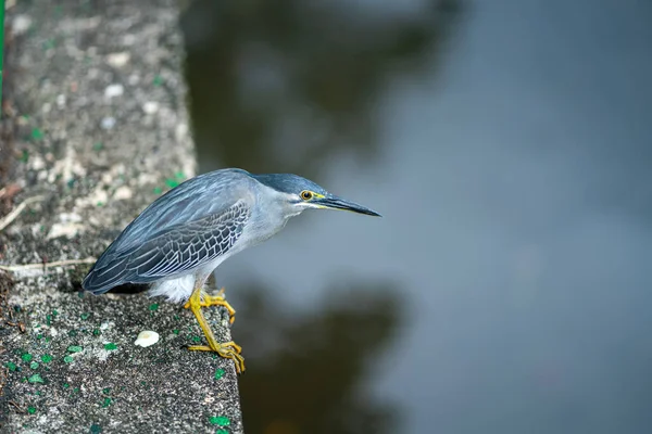 Gestreifter Reiher Freut Sich Aufs Wasser Horiz — Stockfoto