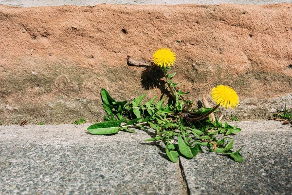 Egy Közeli Felvétel Sárga Pitypang Virágokról Amik Járdán Nőnek — Stock Fotó