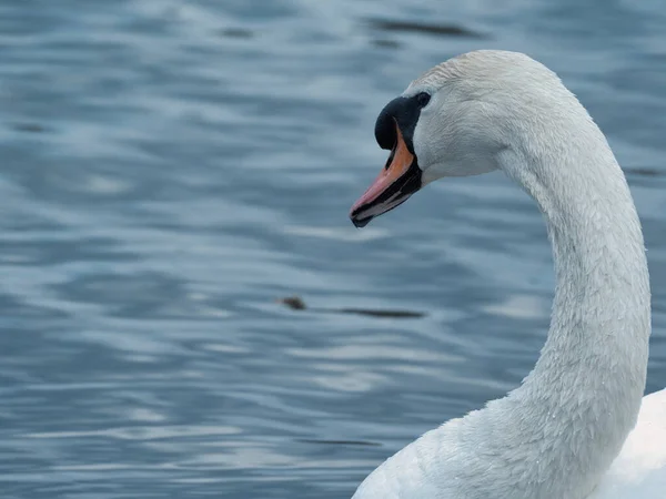 Gros Plan Cygne Muet Sur Lac Dans Parc Avec Fond — Photo