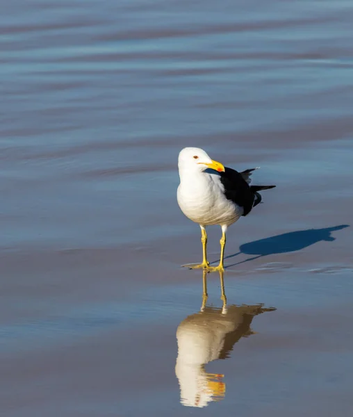 Une Mouette Sur Plage Avec Son Reflet Sur Eau — Photo