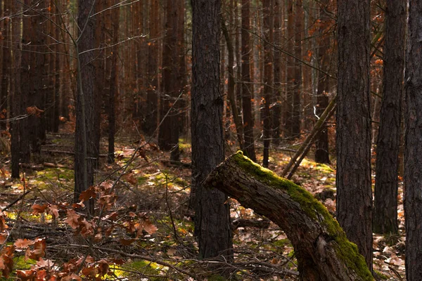 Een Prachtige Opname Van Een Bos Herfst Met Zon Schijnt — Stockfoto