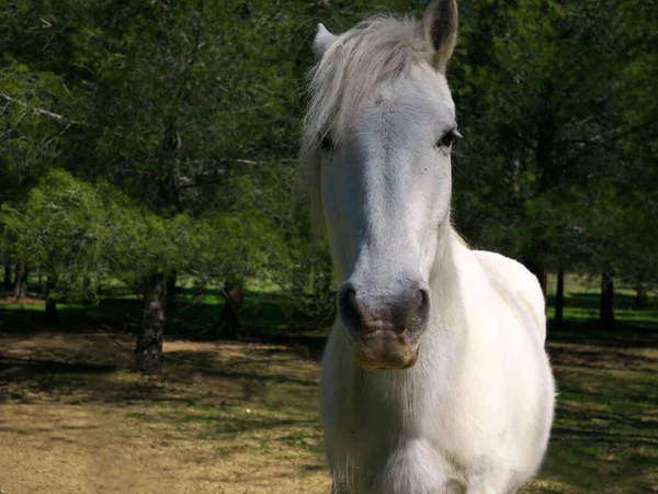背景に自然と白い馬の美しいショット — ストック写真