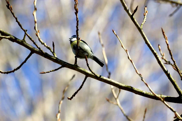 Selective Focus Shot Tit Perched Tree Branch — 图库照片