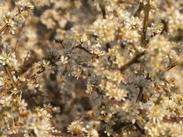 春に木の枝に花を咲かせますクローズアップショット — ストック写真