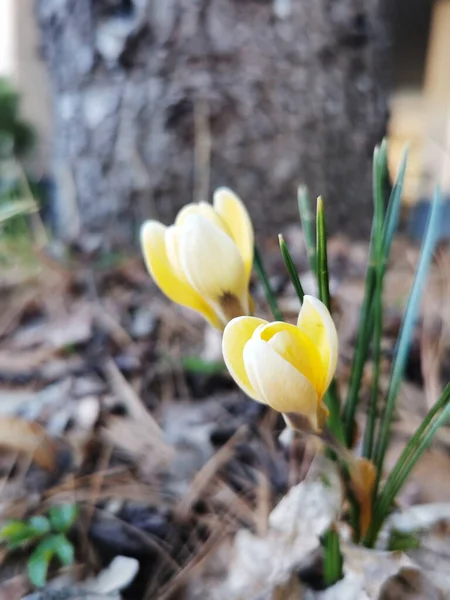 Primer Plano Color Amarillo Temprano Crocus Vernus Flores Que Florecen — Foto de Stock
