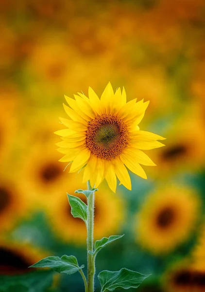 Pionowe Ujęcie Tętniącego Życiem Słonecznika — Zdjęcie stockowe