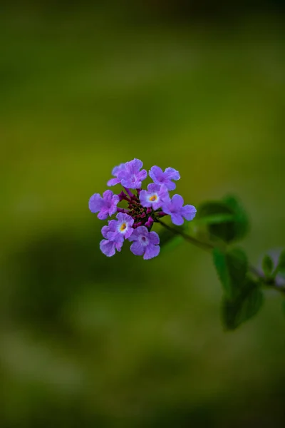 Detailní Záběr Krásných Fialových Alpských Zapomenutých Květin — Stock fotografie