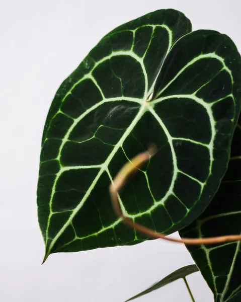 Een Close Shot Van Een Exotische Anthurium Clarinervium Plant Geïsoleerd — Stockfoto