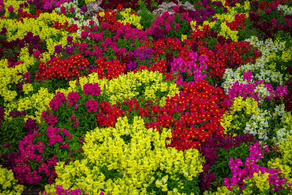 Poziome Ujęcie Pola Kolorowych Kwiatów Idealne Jako Tło Pocztówka — Zdjęcie stockowe