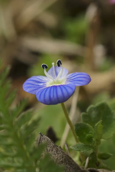 緑の背景に栄光の青い異邦人の花のクローズアップショット — ストック写真