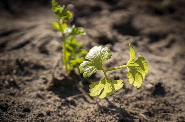 Een Shot Van Nieuw Geteelde Groene Plant Bodem Zon Schijnt — Stockfoto