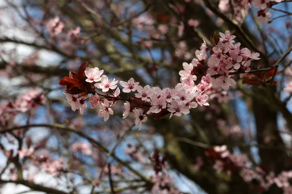 Eine Schöne Kirschbaumblüte Mit Rosa Sonnenblumenblättern Frühling — Stockfoto