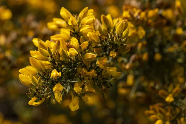 ヨーロッパの花の閉鎖的なショット — ストック写真