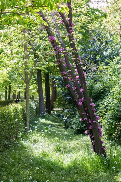Vertikální Záběr Kmene Stromu Růžovými Květy Obklopenými Zelení — Stock fotografie