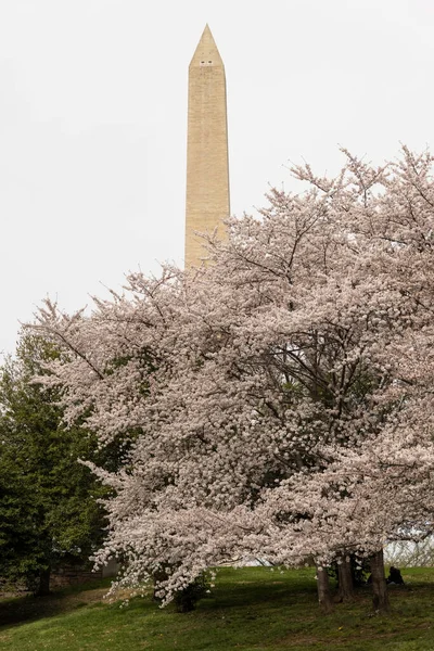 Vertikální Záběr Krásného Třešňového Květu President Park Washington Usa — Stock fotografie