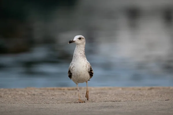 Una Gaviota Junto Lago Parque —  Fotos de Stock