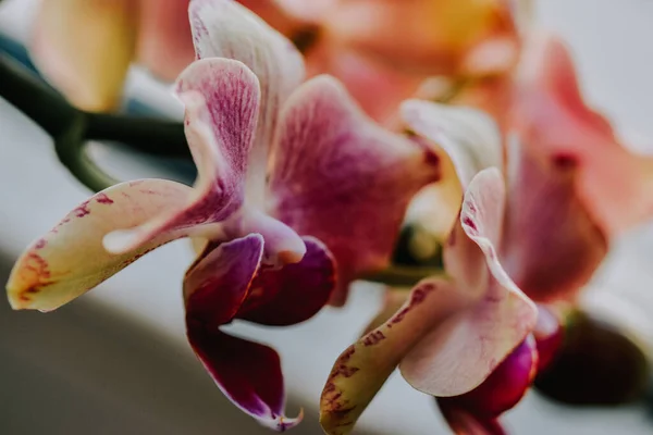 Primo Piano Belle Orchidee Rosa Bianche — Foto Stock