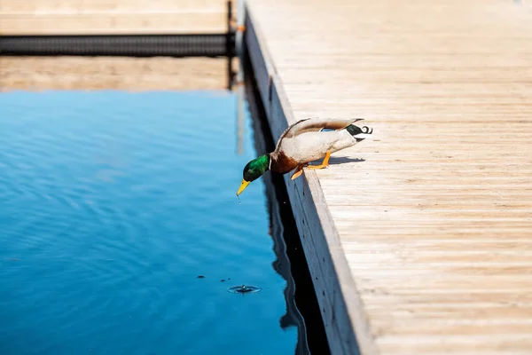 Mallard Duck Jumps Blue Water Wooden Footbridge — Stock Photo, Image