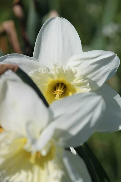 Primo Piano Narciso Bianco Giardino — Foto Stock