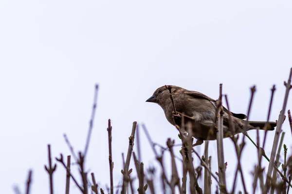 Nahaufnahme Eines Kleinen Sperlings Auf Einem Ast — Stockfoto