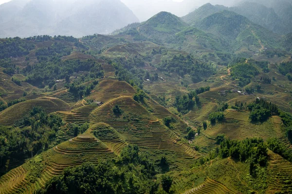 Campos Arroz Sapa Vietnam Del Norte Muy Tranquilo Vida Como — Foto de Stock