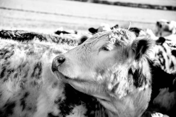 Серый Снимок Милой Коровы — стоковое фото