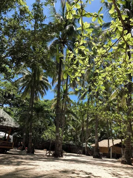 Vertical Shot Coconut Palm Trees Beach Mati Philippines — Stock Photo, Image